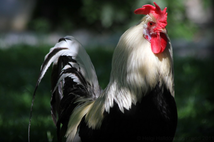 icelandic-rooster
